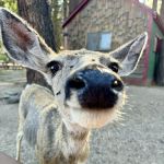 Hunewill's Doc and Al's Resort