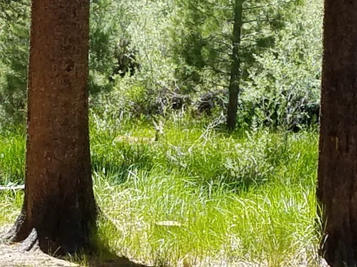 Robinson Creek North Campground 4