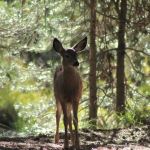Robinson Creek South Campground