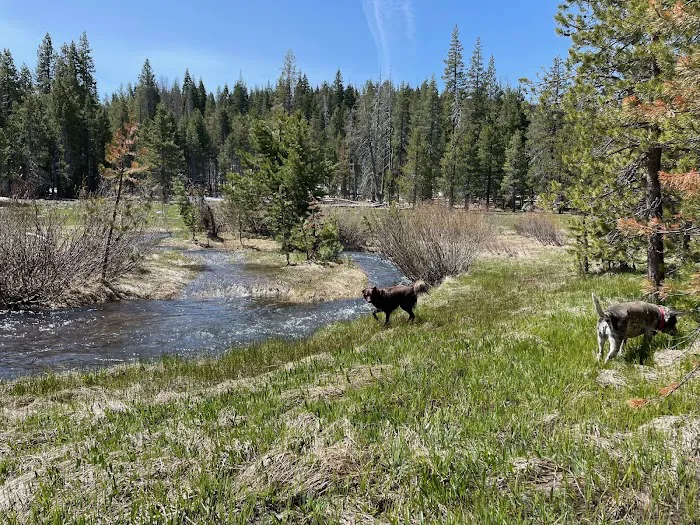 Sagehen Creek Campground 3