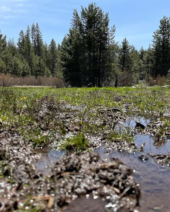 Sagehen Creek Campground 1