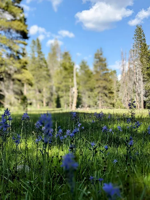 Sagehen Creek Campground 5