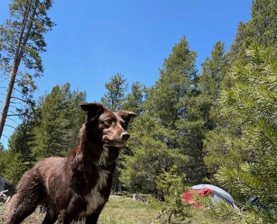 Sagehen Creek Campground