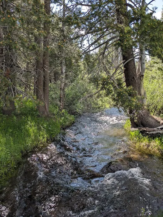 Sagehen Creek Campground 7