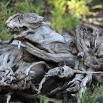 Snag Lake Campground