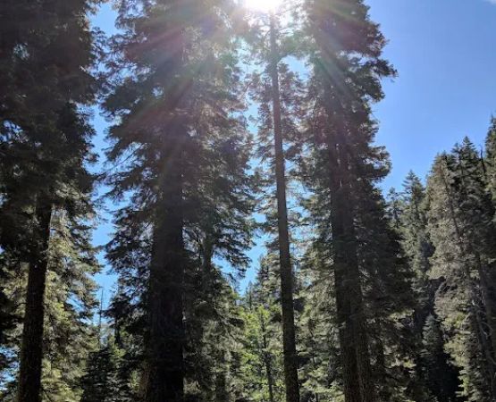 Sierra Campground