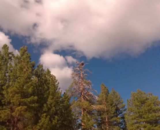 Lightning Tree campground
