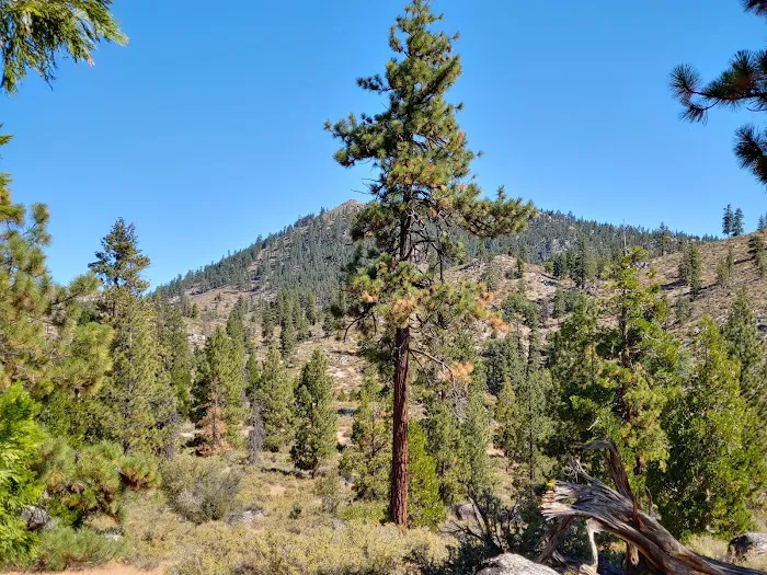 Cottonwood Spring Campground 6