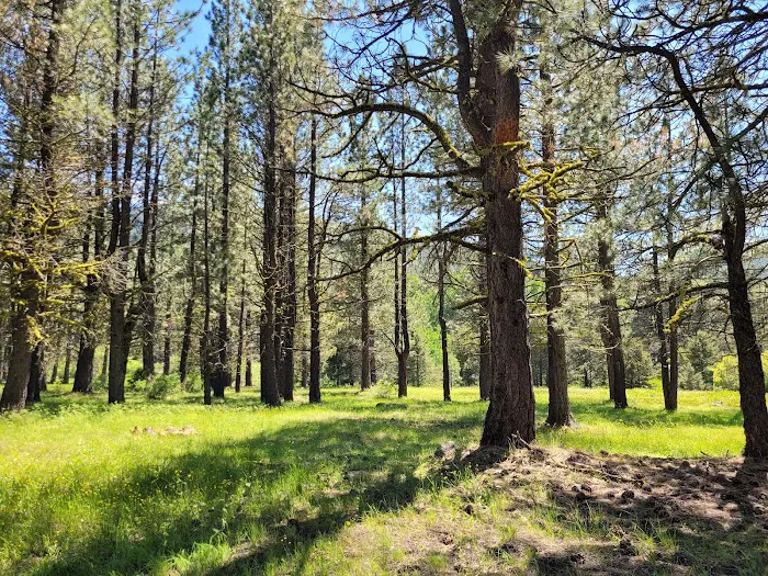 Lassen Creek Campground 8