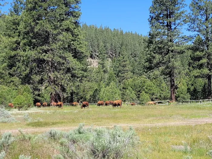 Lassen Creek Campground 4