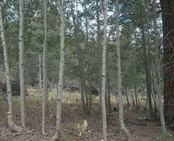 Willow Creek Campground