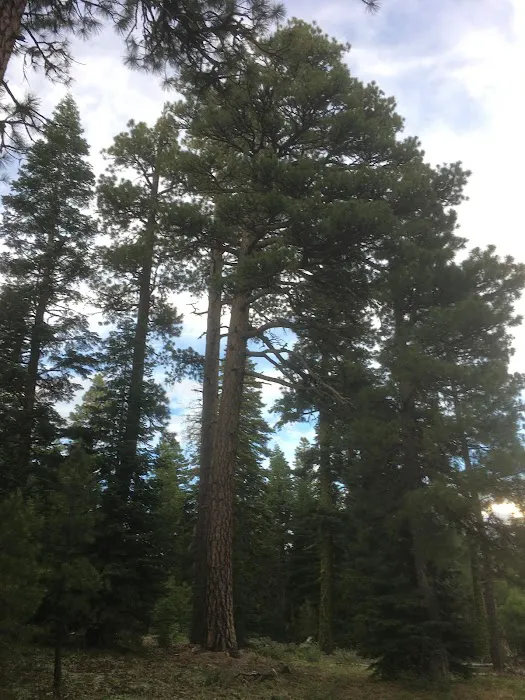 Twin Springs Forest Camp 6