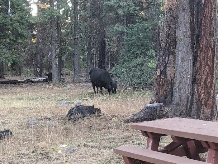 Twin Springs Forest Camp 0