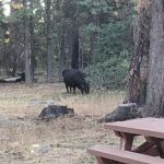 Twin Springs Forest Camp