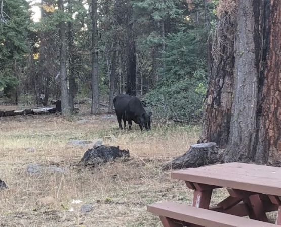 Twin Springs Forest Camp