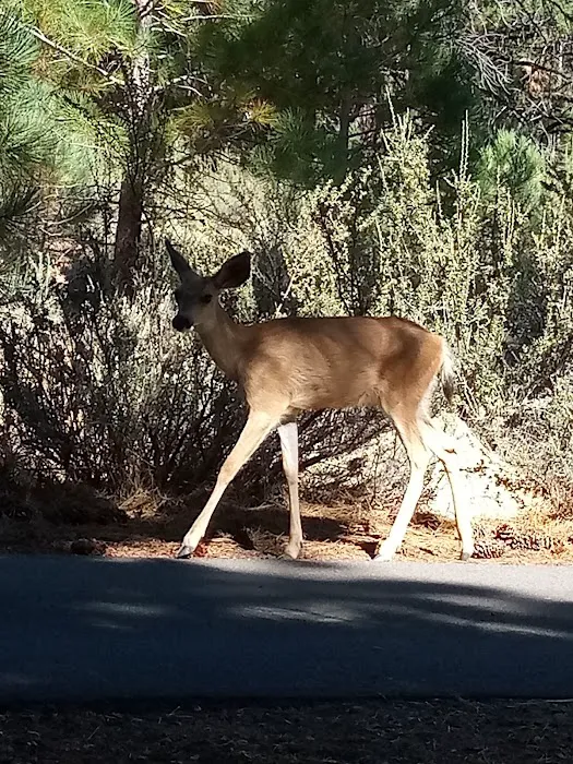 Big Cove Campground 7