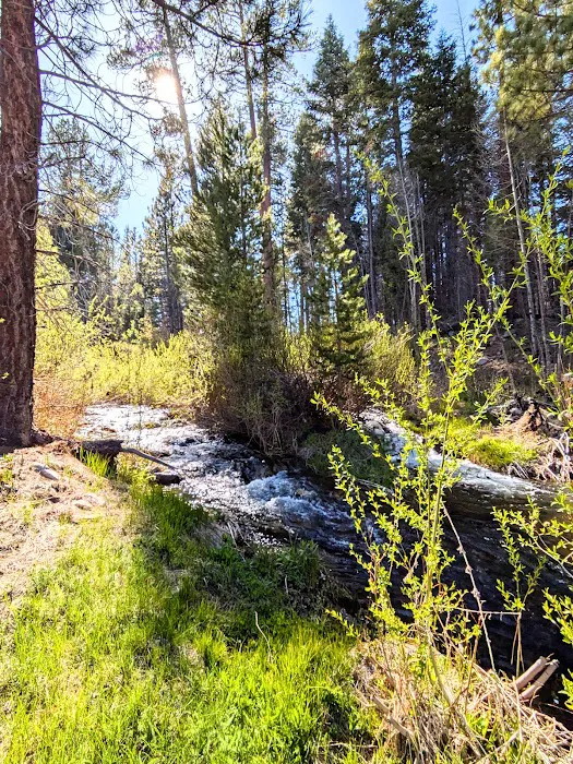 Upper Peppermint Dispersed Area 3