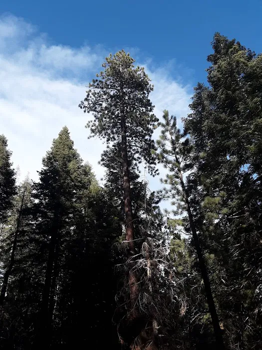 Upper Peppermint Dispersed Area 6