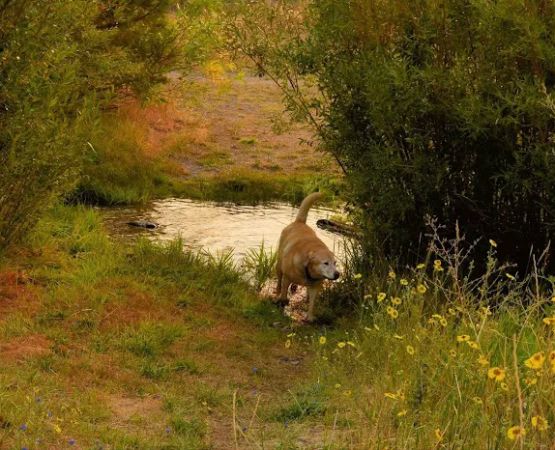 Honey Lake Wildlife Area