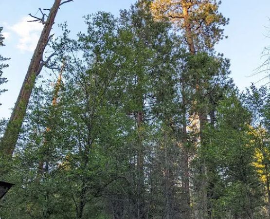 West Kaiser Campground