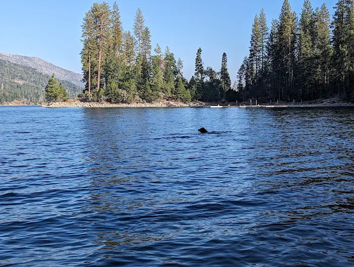 Lupine Spring Cove 4