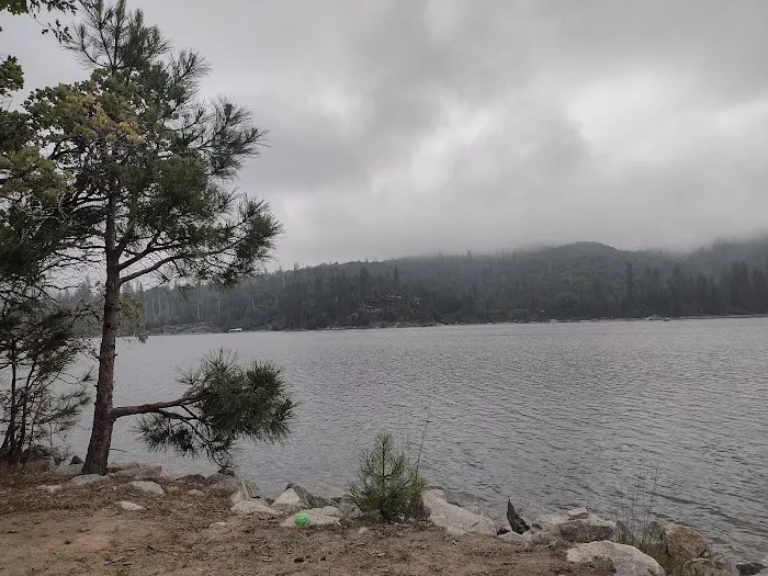 Lupine Spring Cove 0