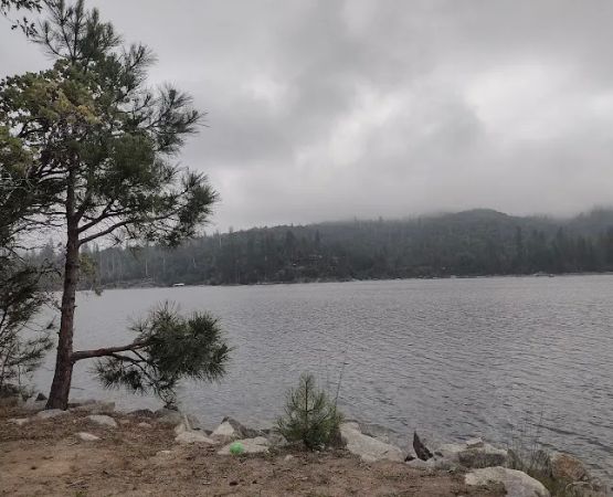 Lupine Spring Cove