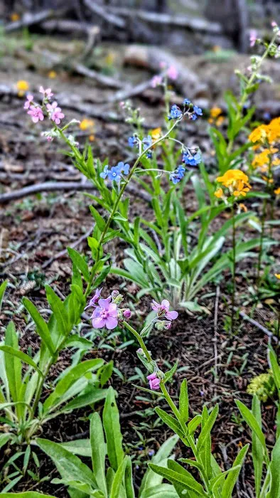 Cold Springs Summit Interpretive Site (minor) (recgovnpsdata) 8