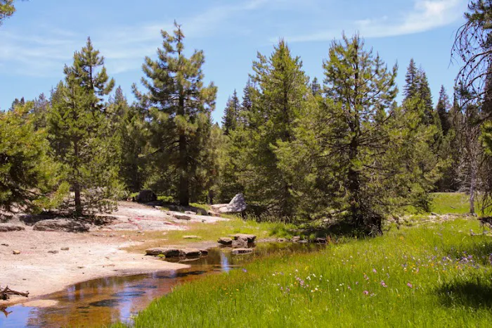 Far Meadow 7