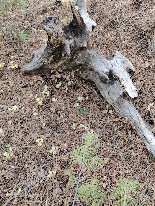 Camp Edison 7