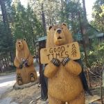 Usda Forest Services