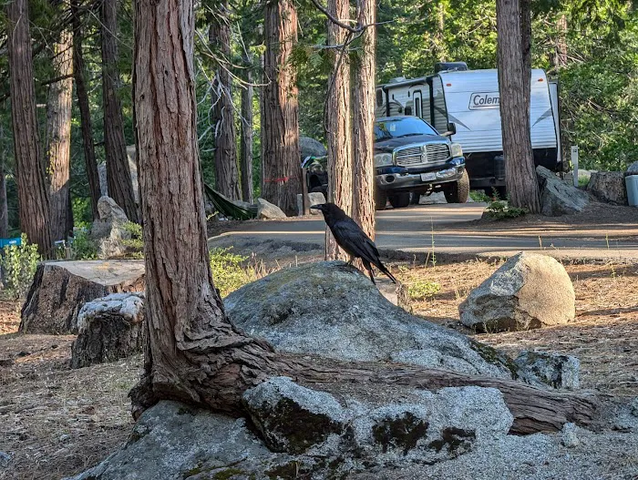 Camp Edison 1