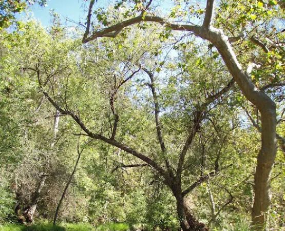 Mill Flat Campground