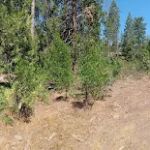 Duff Creek Campground