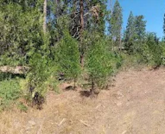 Duff Creek Campground