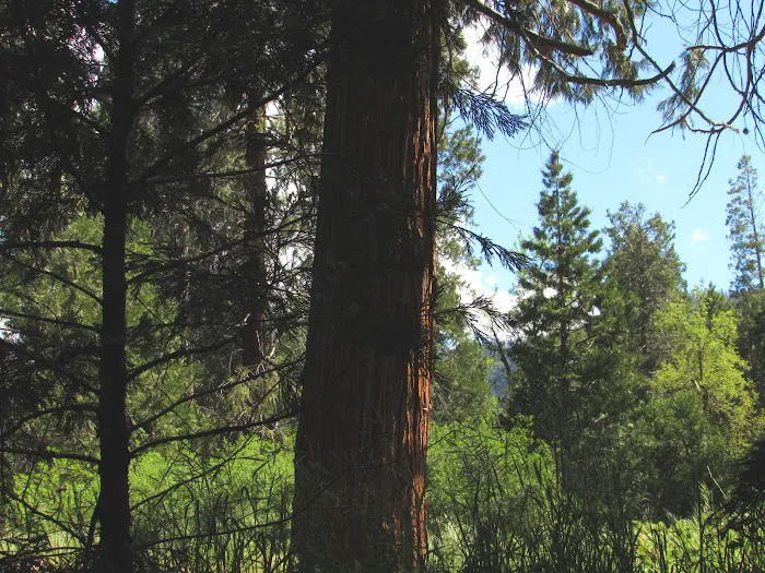 Bretz Mill Campground 2