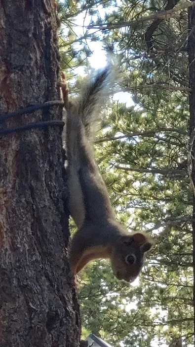 Old Shady Rest Campground 4