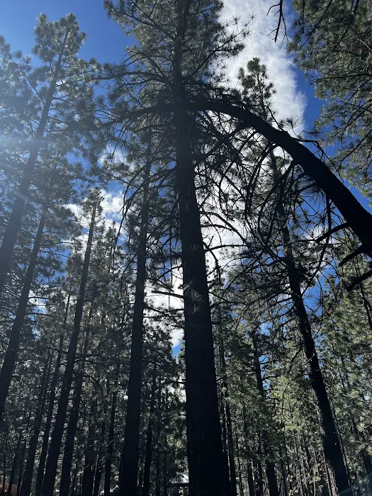 New Shady Rest Campground 6