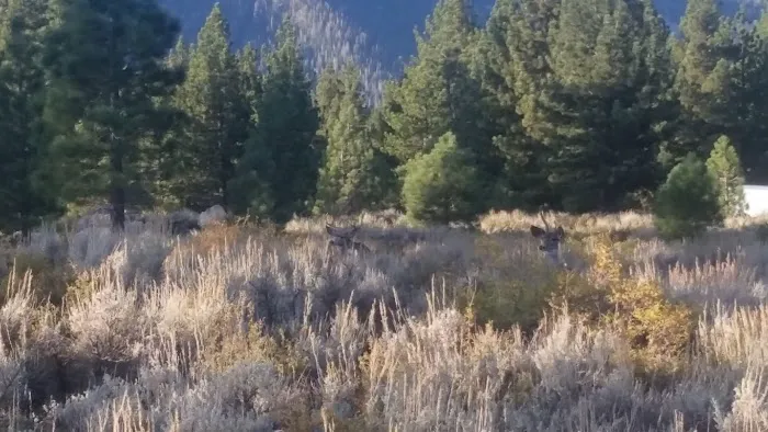 Pine Glen Group Campground 8