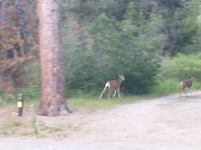 Reds Meadow Campground 0