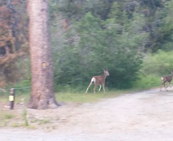 Reds Meadow Campground