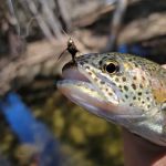 Lower Deadman Campground
