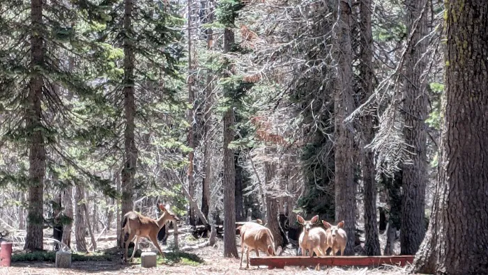 Wells Cabin Campground 1