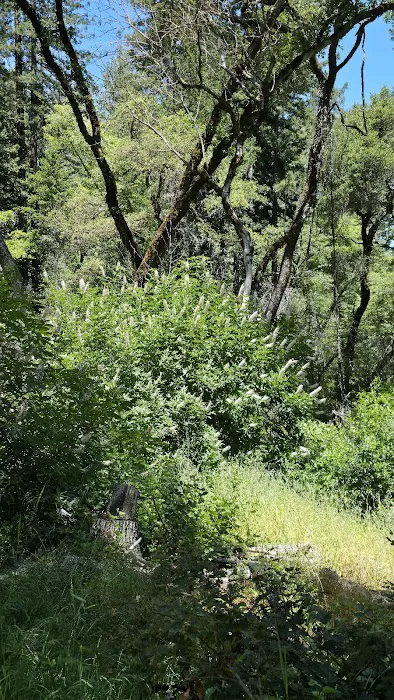 Ritchey Creek Campground 9
