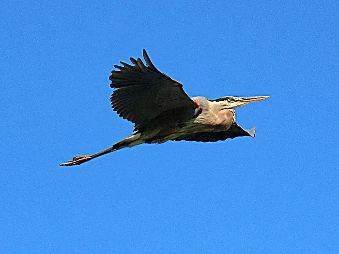 Salacoa Creek Park 2