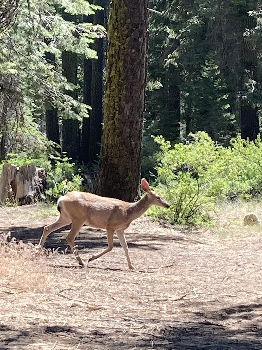 Fir Group Campground 1