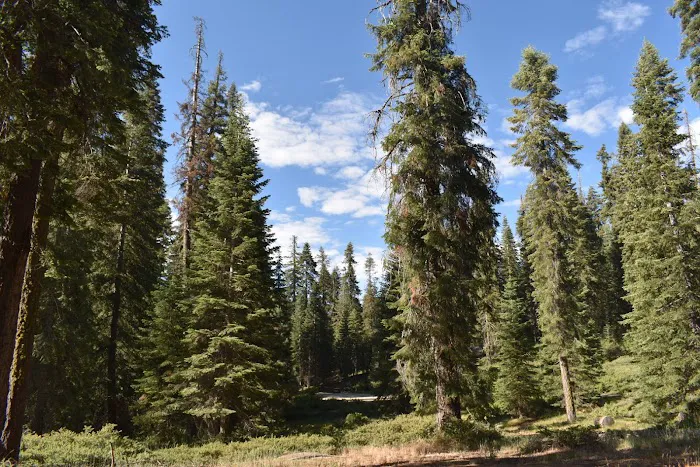 Fir Group Campground 9
