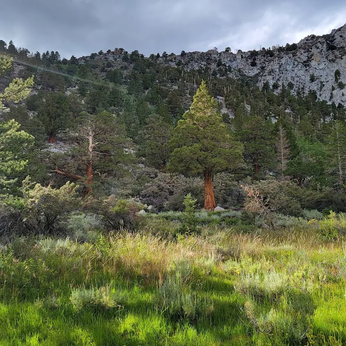 Palisade Group Campground 1