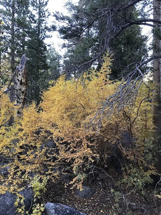 Big Meadow Campground 7