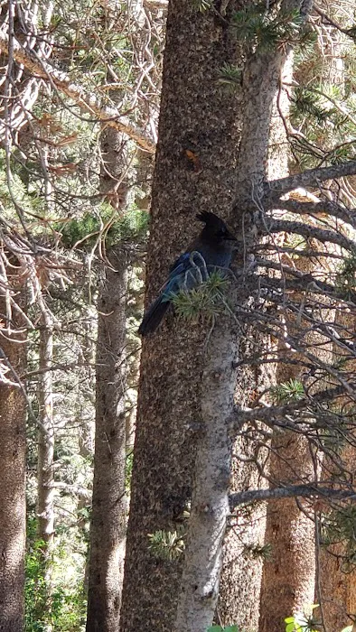 Big Meadow Campground 1